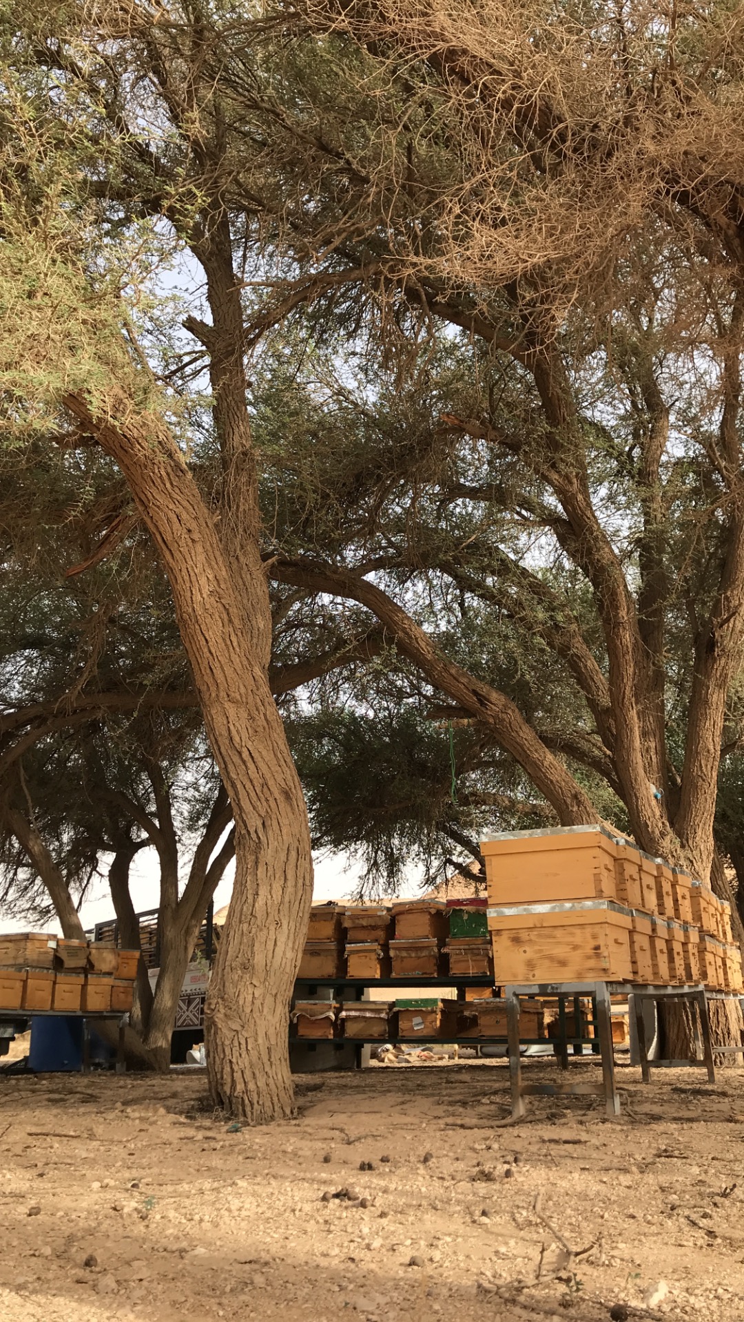موقع نحل تحت أشجار الطلح في موسم المرعى