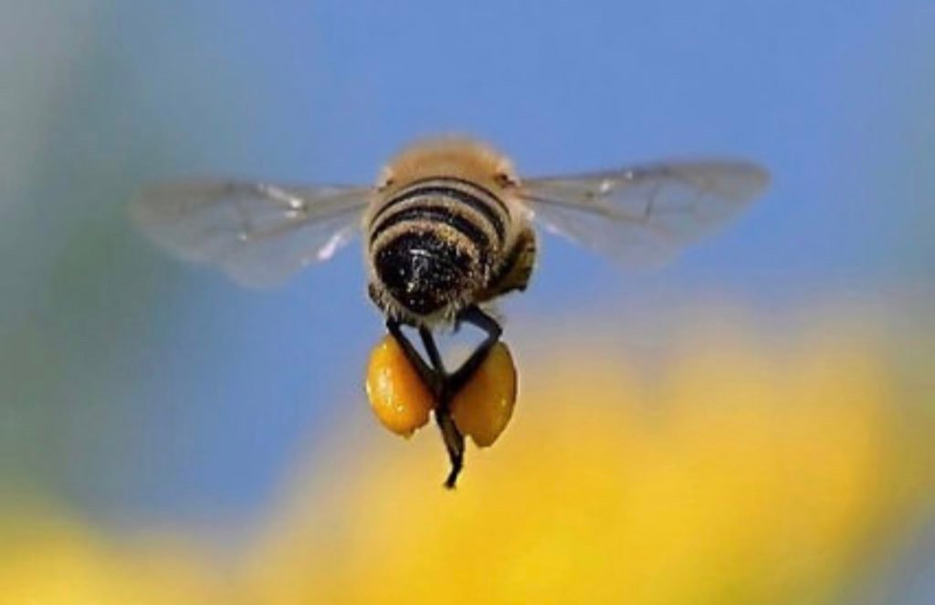 نحلة تحمل حبوب اللقاح على سلال أرجلها