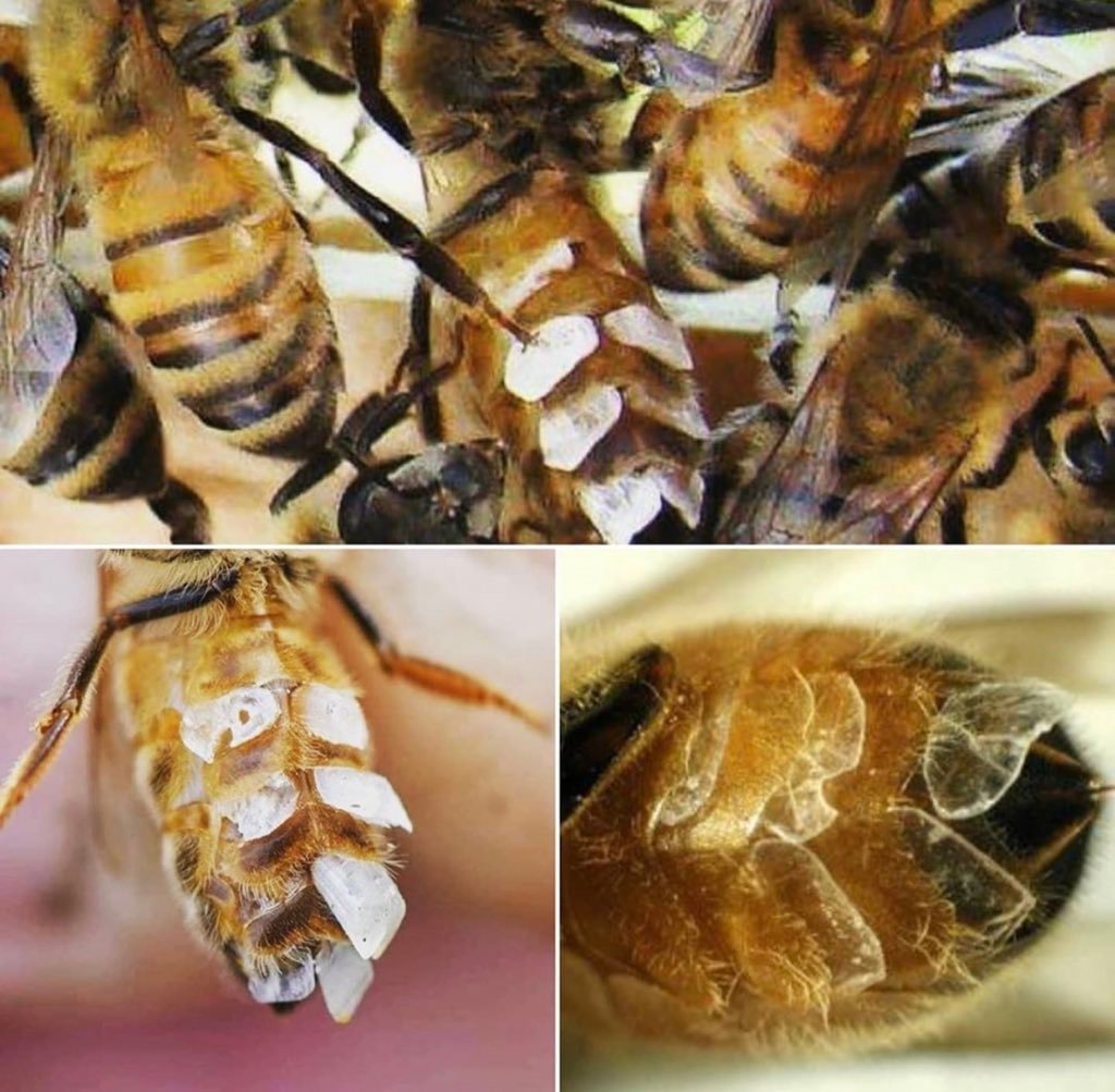 يُنتج الشمع من غدد أسفل بطن النحلة وتتيبس عند تعرضها للهواء