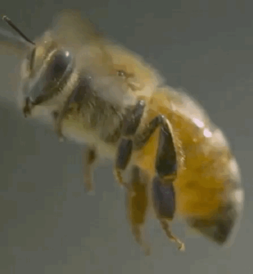 حركة أجنحة النحلة في الثانية الواحدة