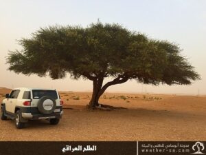 شكل الطلح العراقي