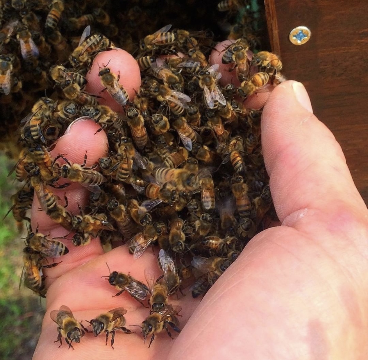 حقائق بسيطة عن النحل وسلوك النحل في الطبيعة