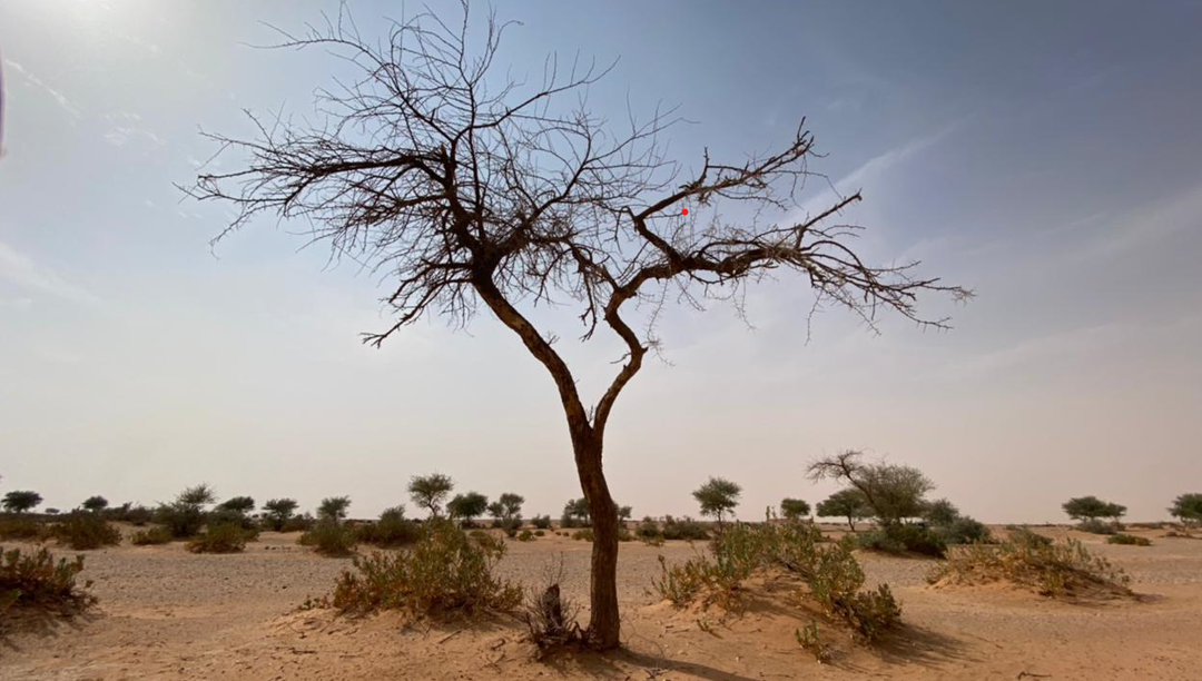 موت أشجار الطلح بسبب الآفات والحفارات في السعودية