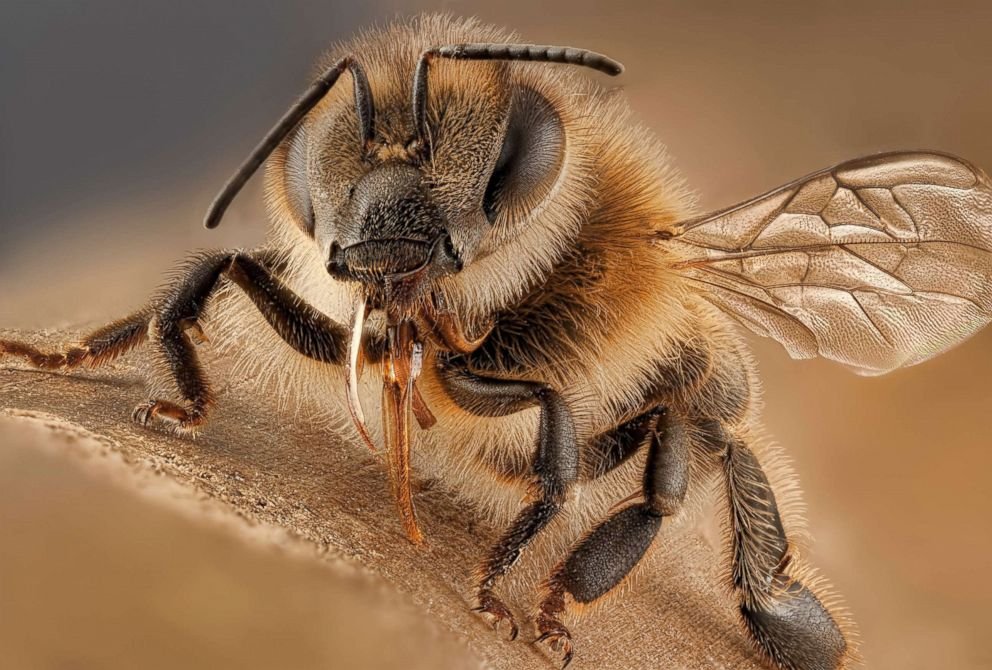 هل يتعرف النحل على صاحبه؟