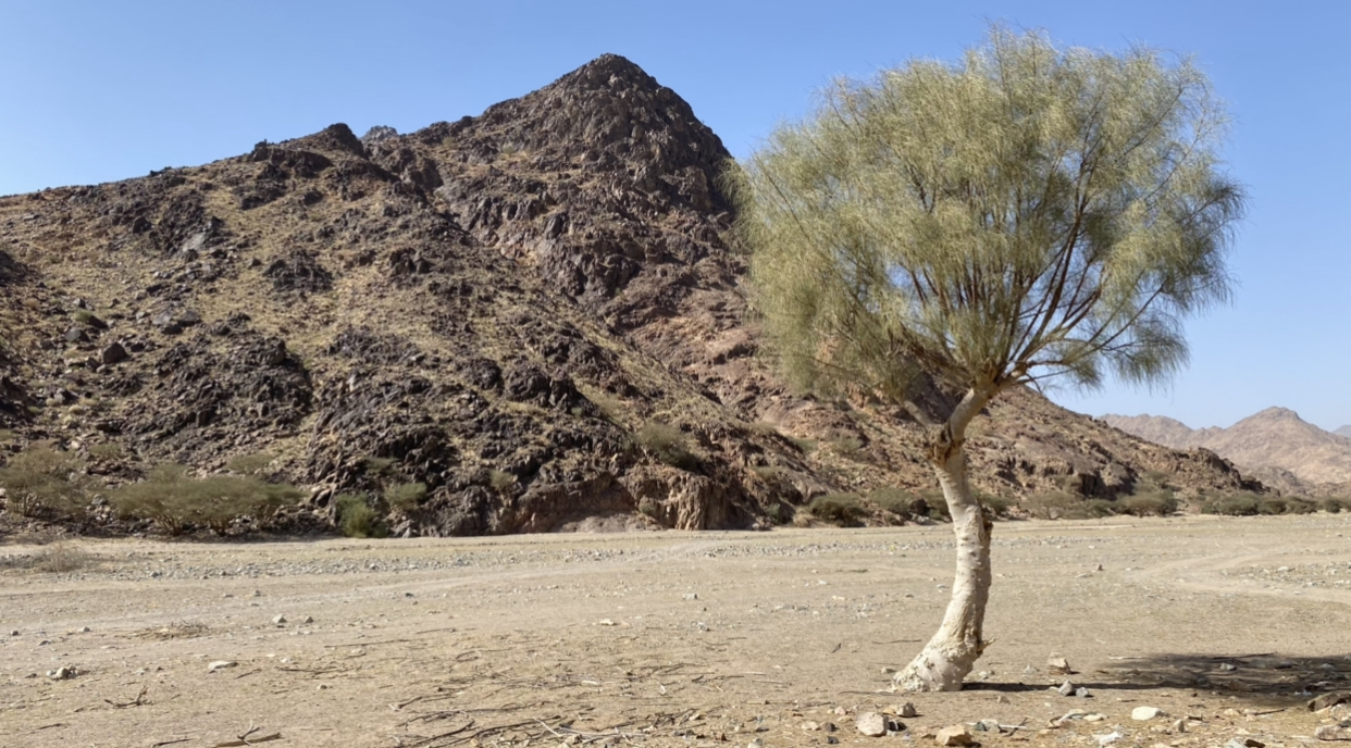 شجرة البان العربي أو اليسر المورينجا العربية