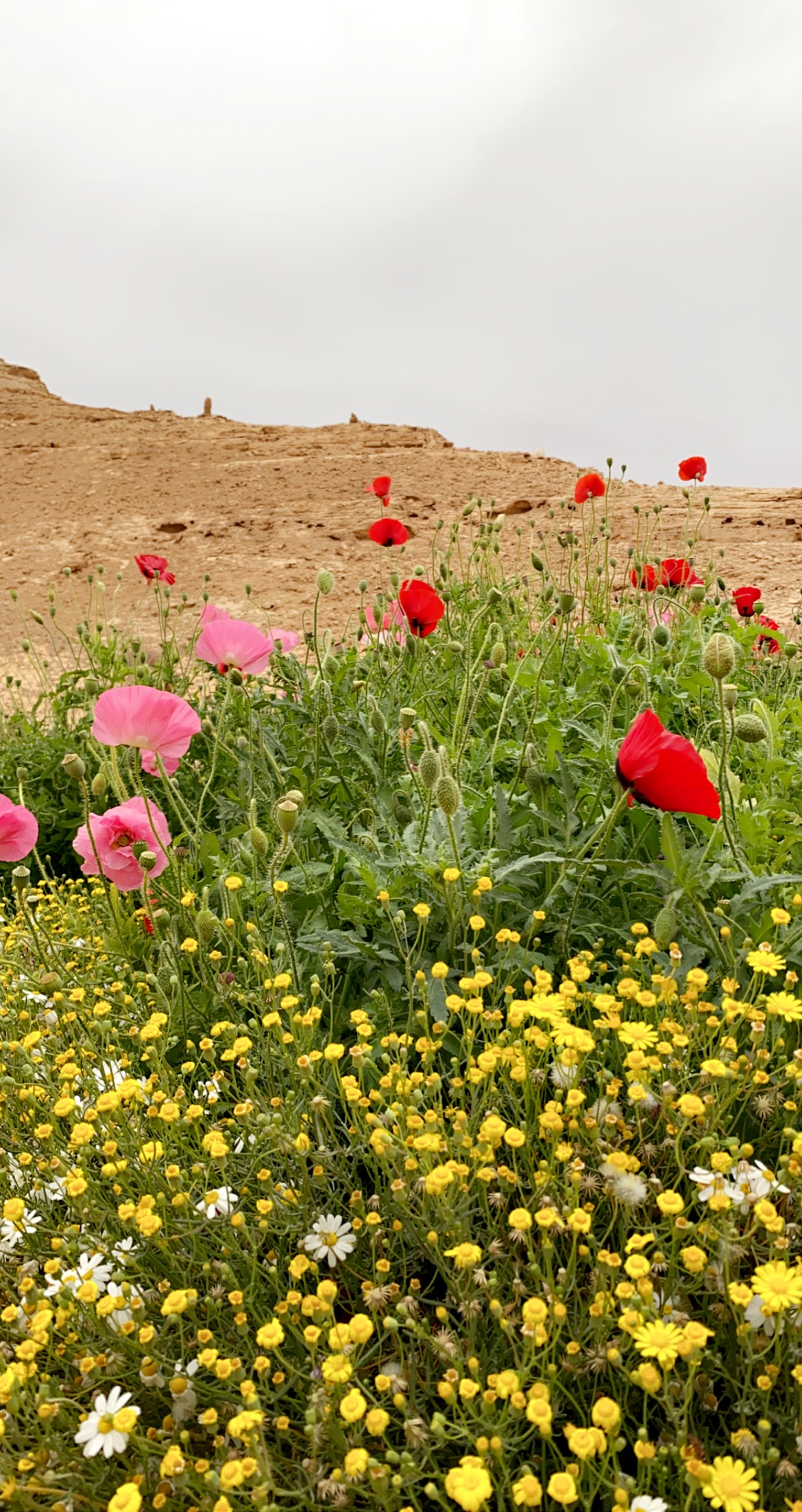 أزهار الديدحان الحمراء في الربيع في المملكة العربية السعودية