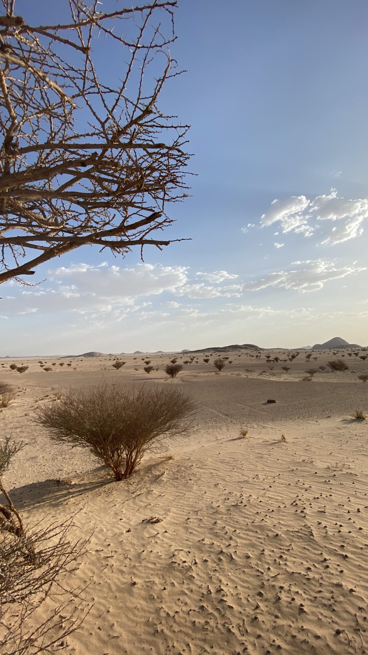 انتشار أشجار السمر في الهضاب أشجار السمر المنتشرة في هضاب الجزيرة العربية