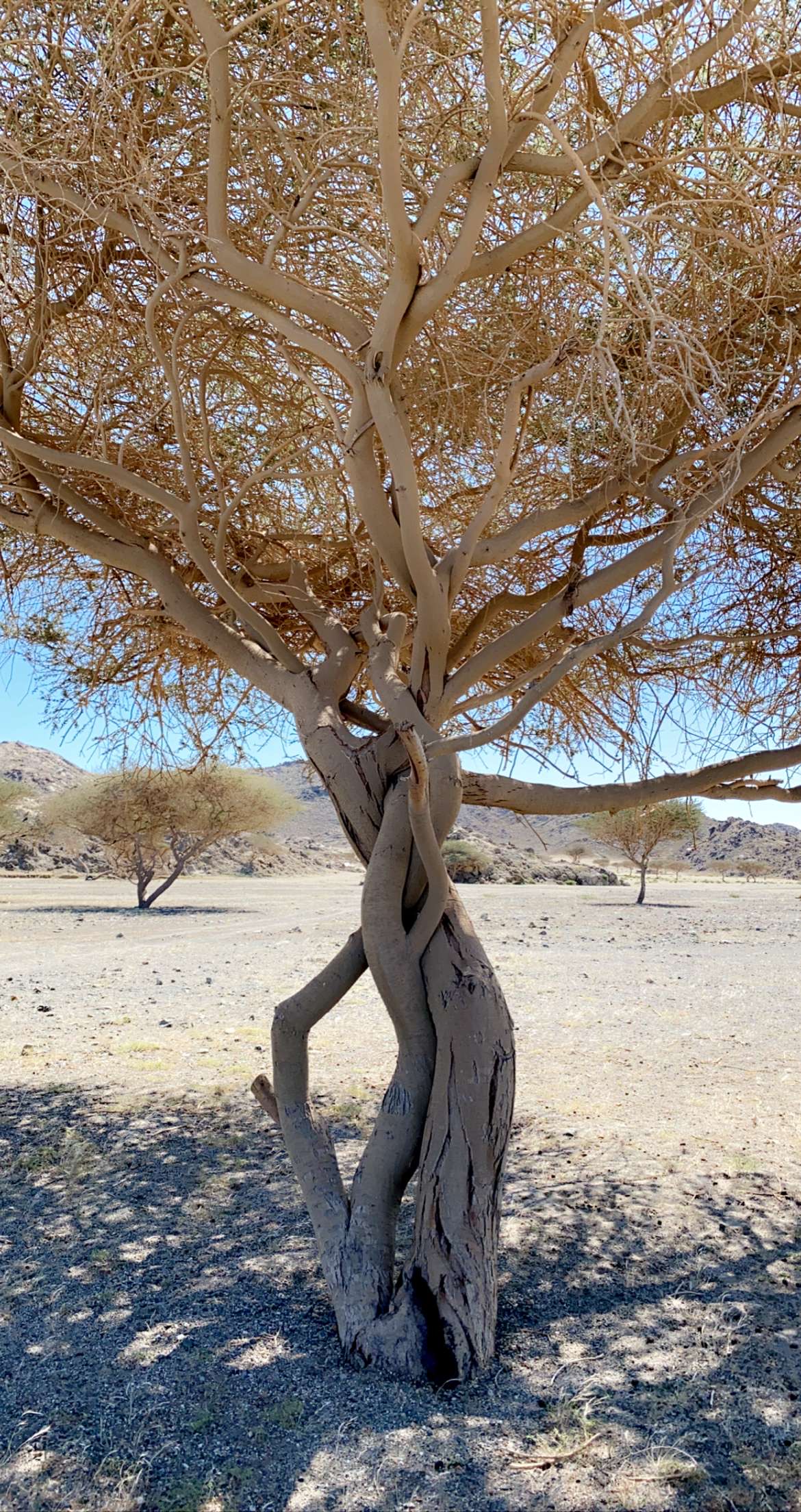 شجرة السمر في السعودية شجرة السمر Acacia tortilis في البيئة الصحراوية السعودية