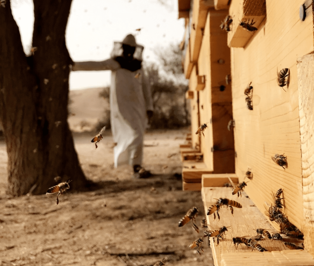 اقتصار مهنة النحل على السعوديين