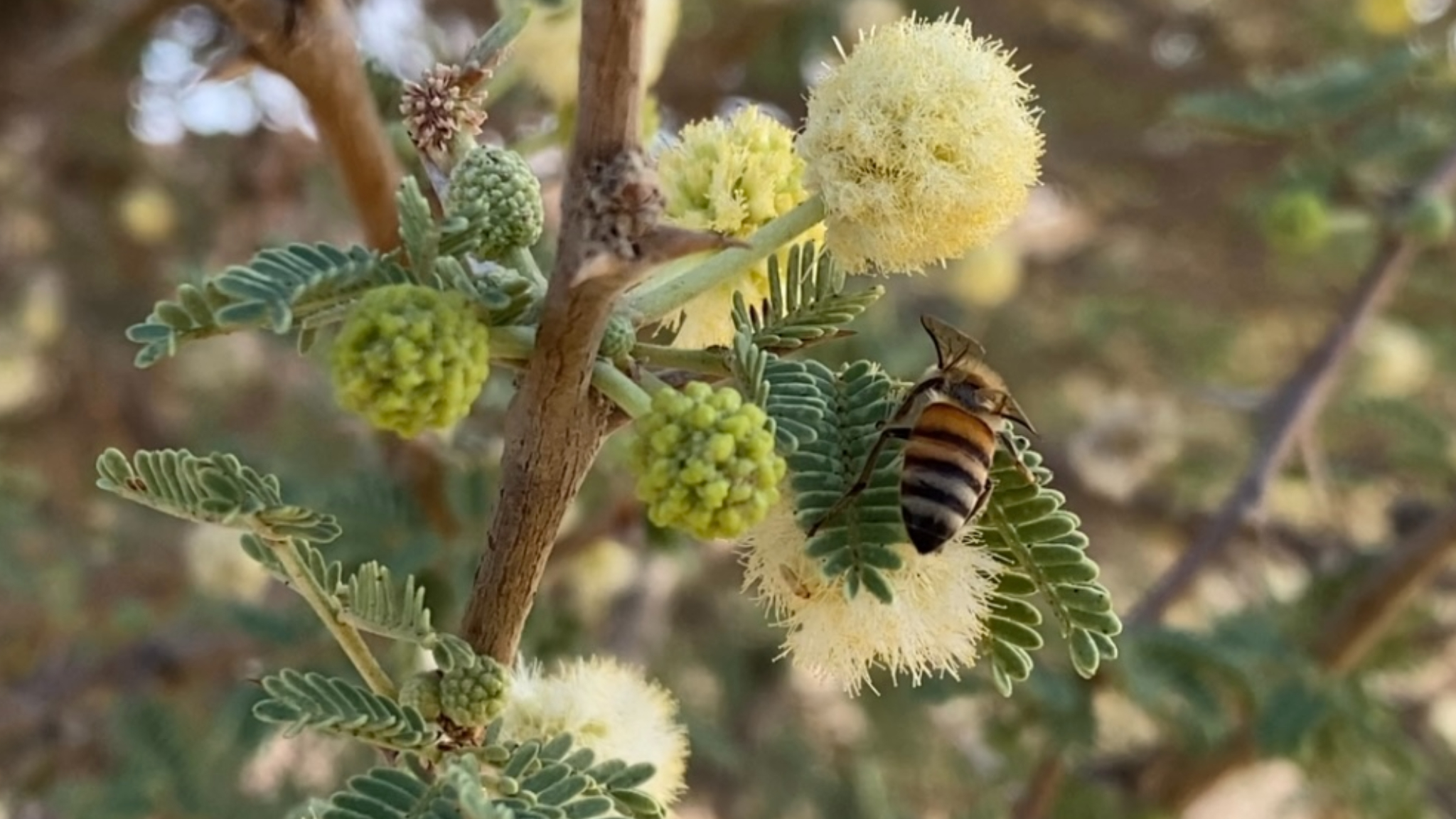 الرحيق المتاح للنحل وأهميته في إنتاج العسل