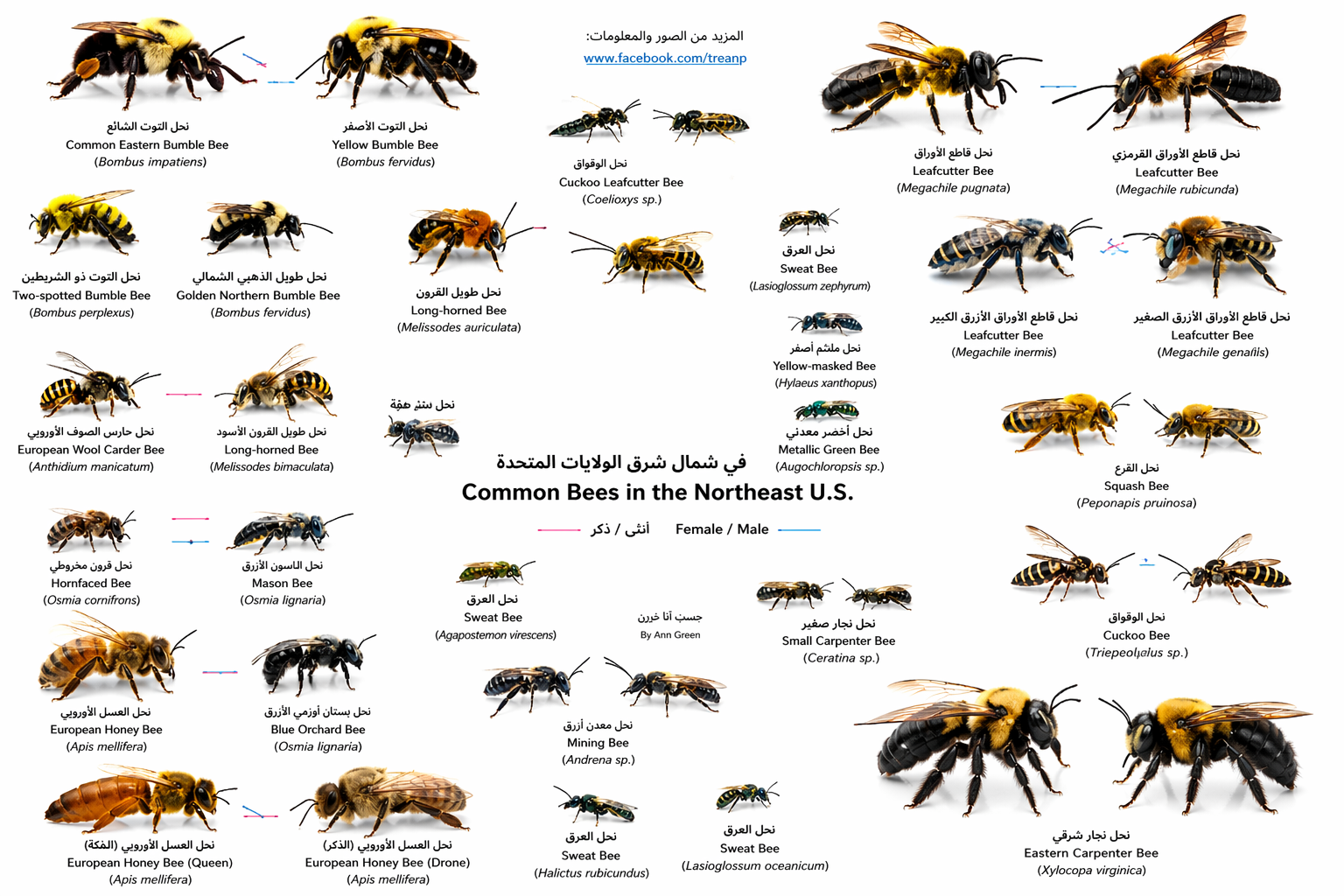 نماذج لأنواع النحل الشائعة