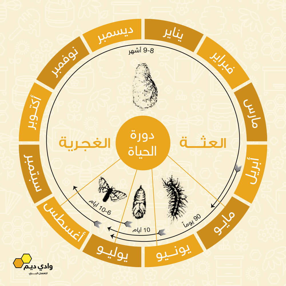 دورة حياة السرفة