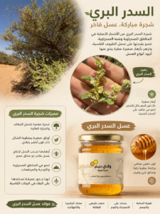إنفوجرافيك عن السدر البري يوضح شجرة السدر وأزهاره الطبيعية مع عبوة عسل السدر البري من وادي ديم وفوائد العسل ولونه الذهبي في البيئة الصحراوية.