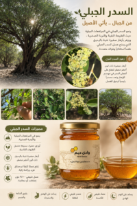 إنفوجرافيك عن السدر الجبلي يوضح شجرة السدر الجبلية وأزهار السدر مع عبوة عسل السدر الجبلي من وادي ديم ولون العسل الذهبي الطبيعي في البيئة الجبلية الصخرية.