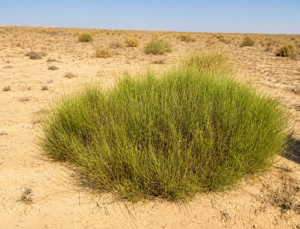 نبات العلقى أو العلقة Cleome pallida ينمو في بيئة صحراوية ساحلية قرب البحر الأحمر ويعد من النباتات البرية المهمة لتقوية النحل.