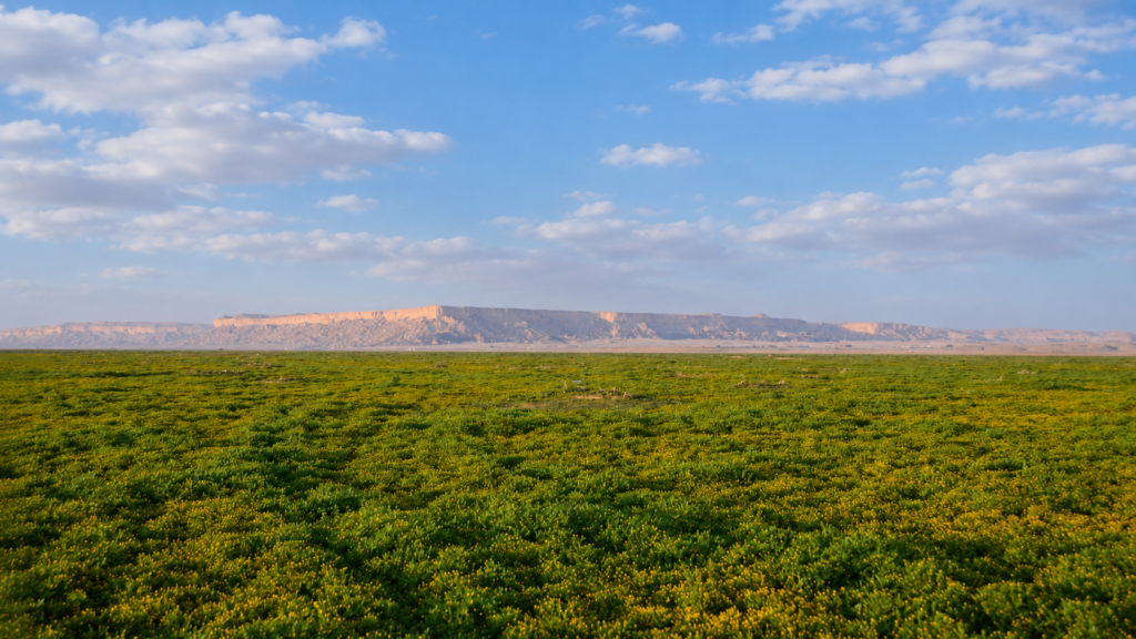 ربيع روضة الخفس في السعودية بعد الأمطار مع غطاء نباتي أخضر ممتد وسحب خفيفة فوق الهضاب الصحراوية.