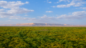 ربيع روضة الخفس في السعودية بعد الأمطار مع غطاء نباتي أخضر ممتد وسحب خفيفة فوق الهضاب الصحراوية.