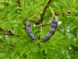 بذور شجرة الفتنة Vachellia داخل قرون داكنة متدلية من الأغصان، تظهر بين الأوراق الريشية الدقيقة في بيئة طبيعية صحراوية.