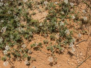 نبتة البسباس البرية تنمو في تربة رملية صحراوية مع أزهار بيضاء صغيرة وأوراق خضراء مفصصة في بيئة ربيعية بالسعودية.