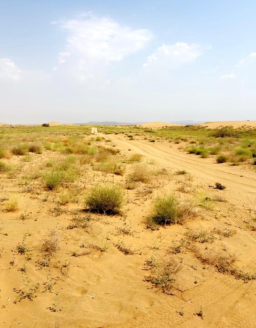 غطاء نباتي طبيعي تستفيد منه طوائف النحل في المحميات
