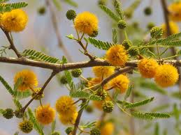 زهرة شجرة الفتنة Vachellia الصفراء الكروية تتفتح على أغصان الشجرة البرية، وتحيط بها الأوراق الريشية الدقيقة في بيئة صحراوية طبيعية.