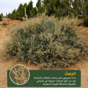 شكل شجيرة الرغل