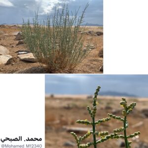 صورة شجيرة الرمث