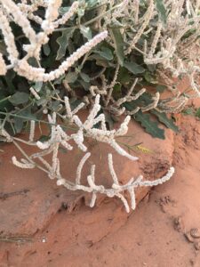 نبات الخريط القطني
