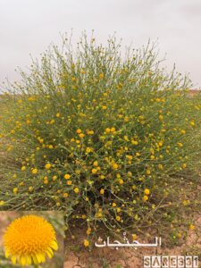 شكل شجيرة وزهرة الجثجاث