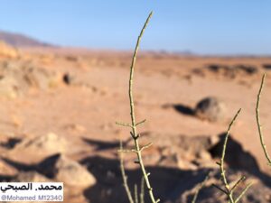 صورة أخرى لهدب الرمث