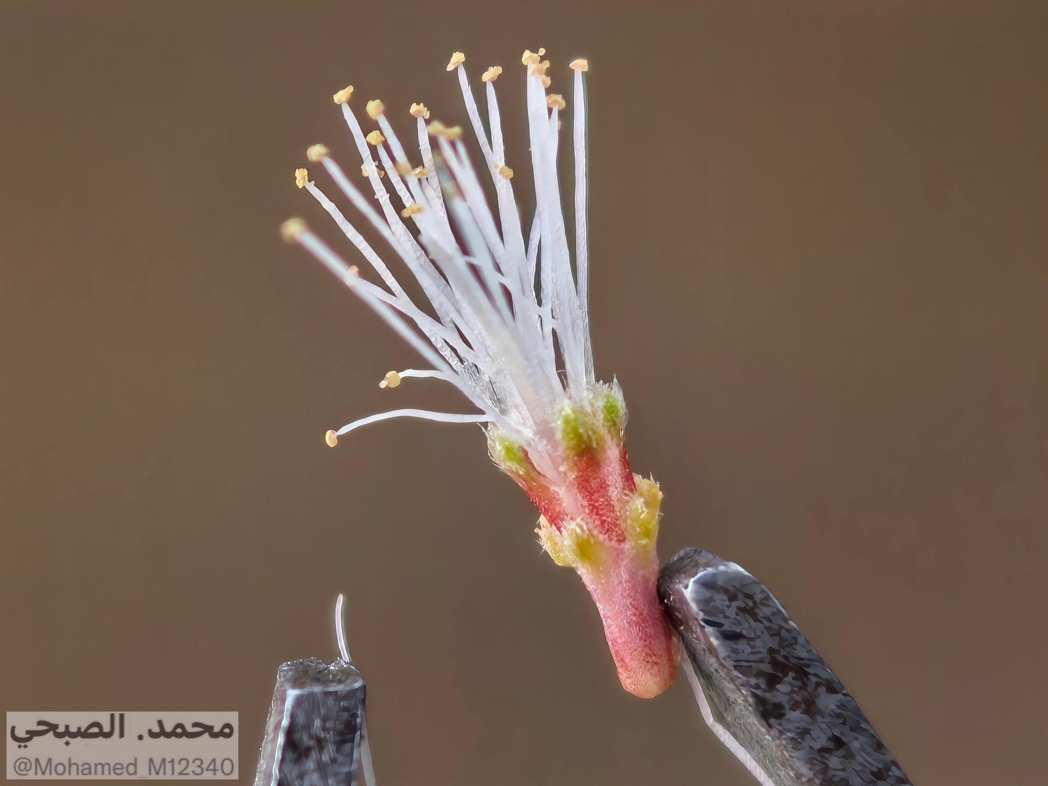 جزء مكبر من زهرة الوهط أو العرفط