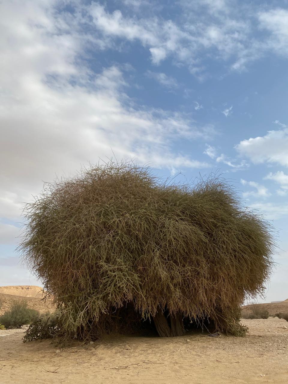 شكل شجرة السرح في البيئة البرية