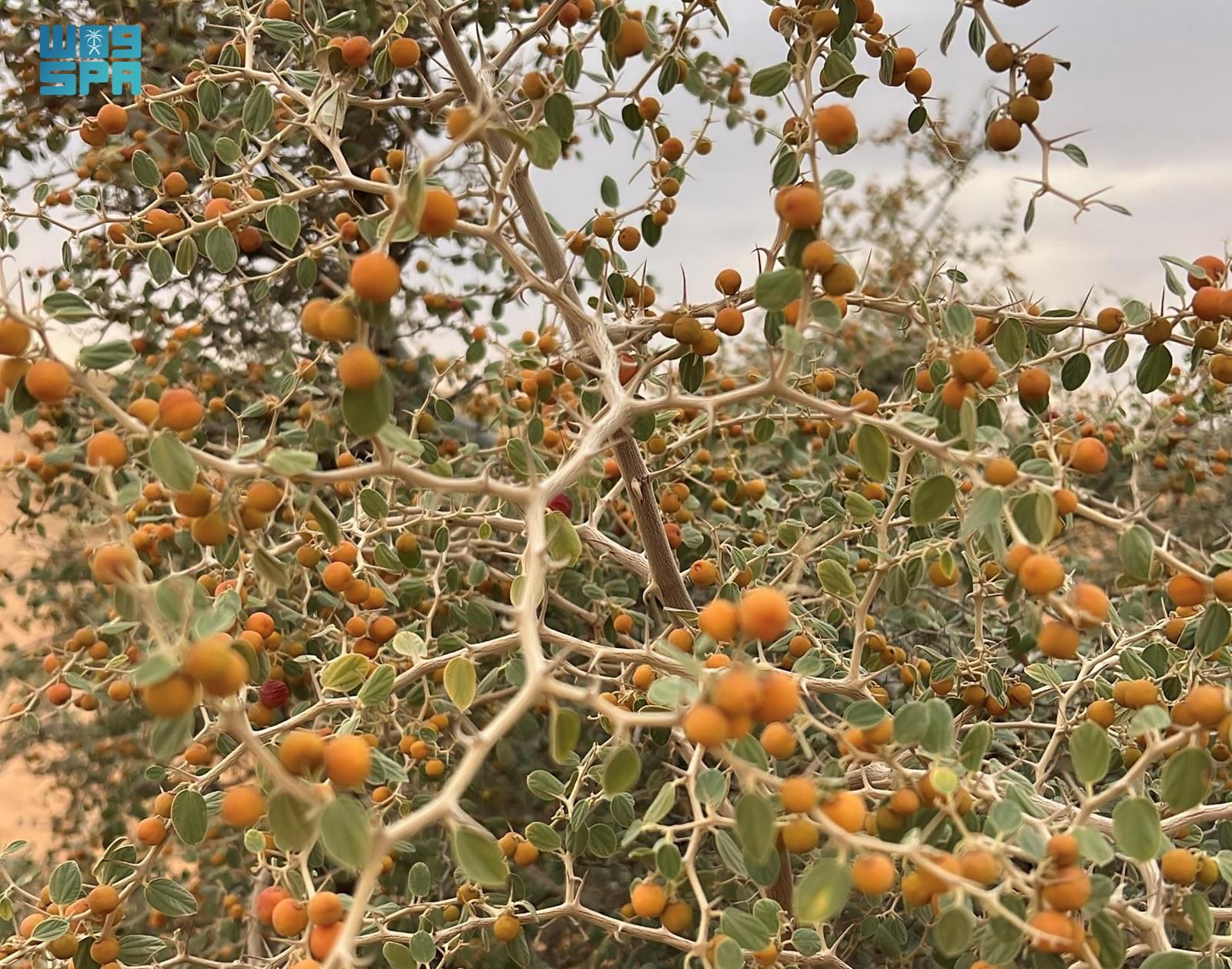 ثمار السدر النبق على شجرة السدر بعد النضج