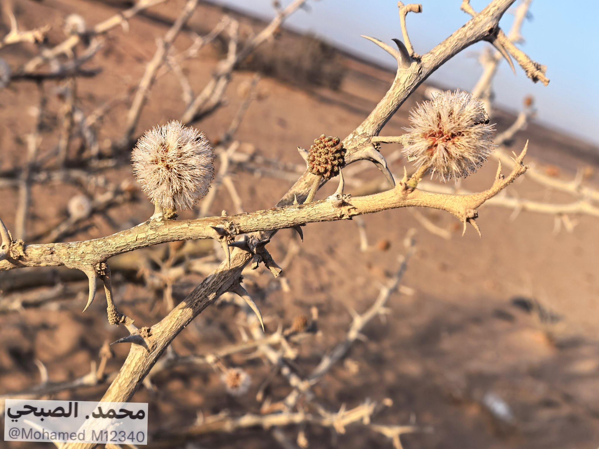 زهرة الوهط أو العرفط في بيئة الجزيرة العربية