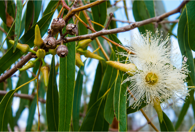 شكل زهرة شجرة الكينا أو الكافور أو (Eucalyptus)