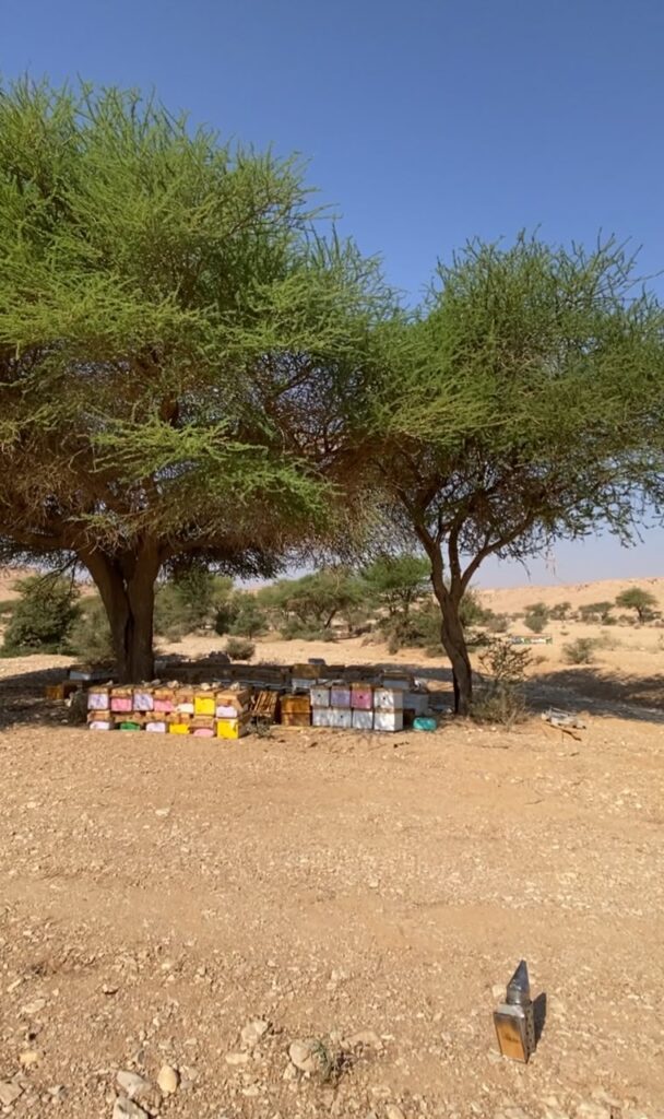 إنتاج العسل في السعودية: المناطق والمواسم وخريطة الأعسال المحلية