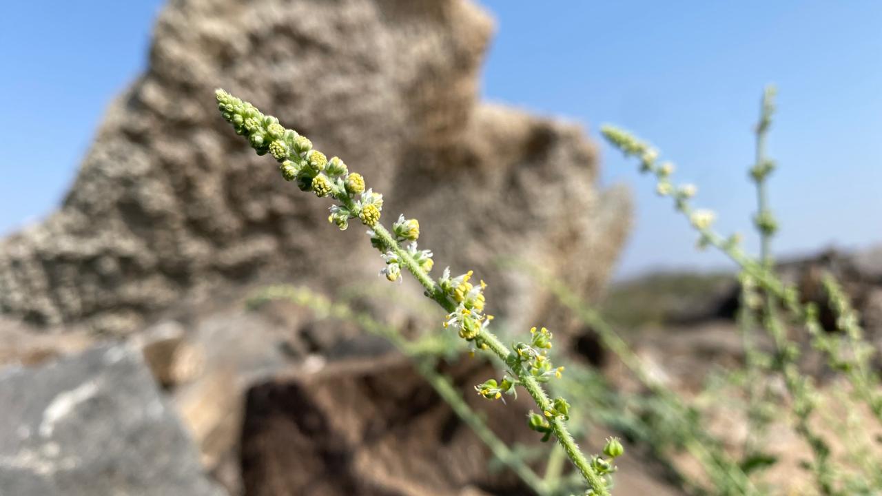 زهرة الذنبان
