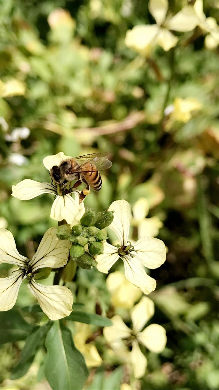 النحل يزور الجرجير