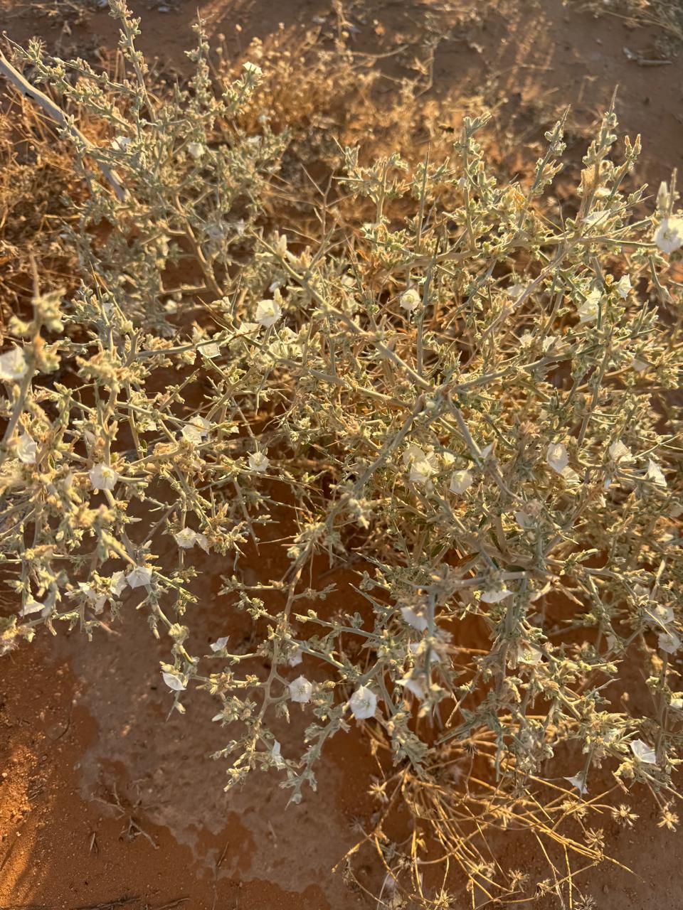 نبات العضرس
