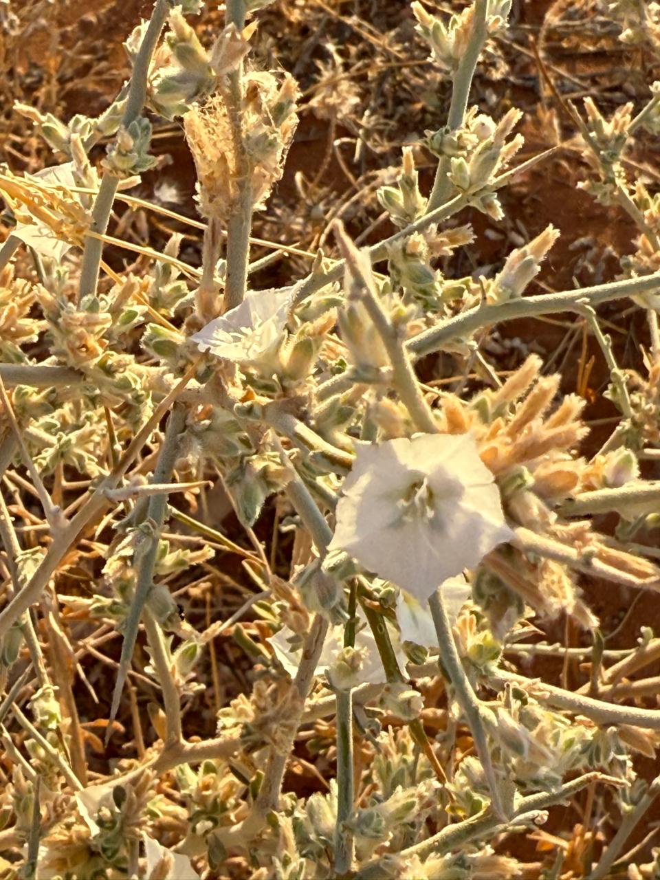 زهرة العضرس