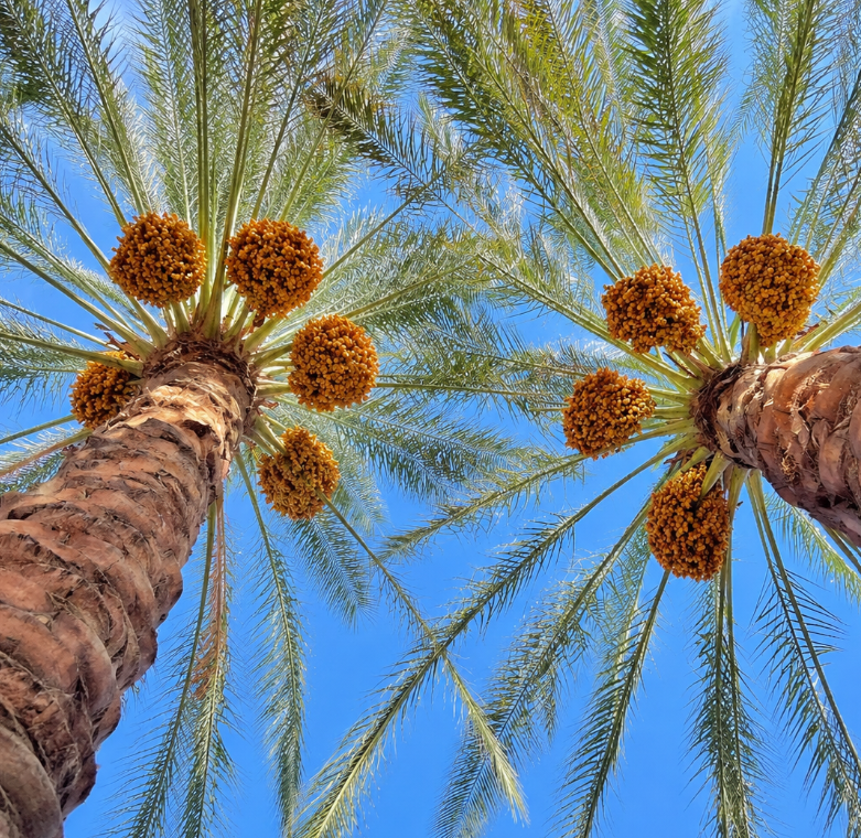 أنواع التمور السعودية والعالمية
