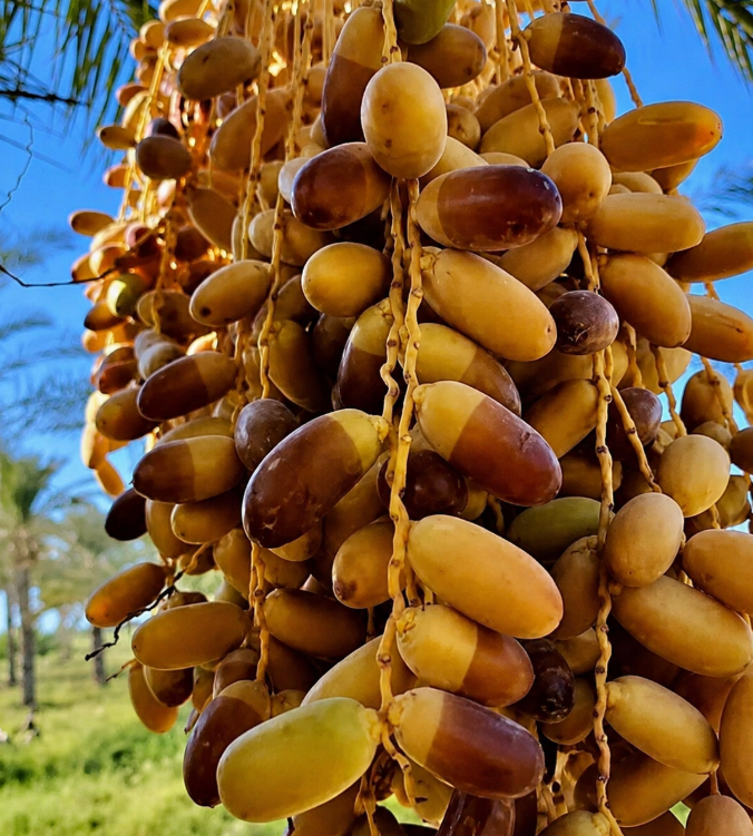 مراحل وأصناف التمور السعودية والعالمية