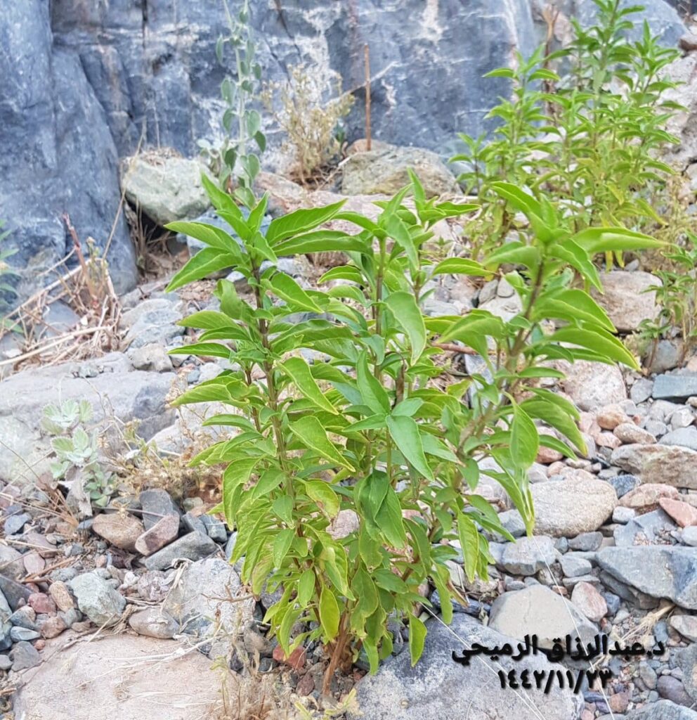 الريحان البري