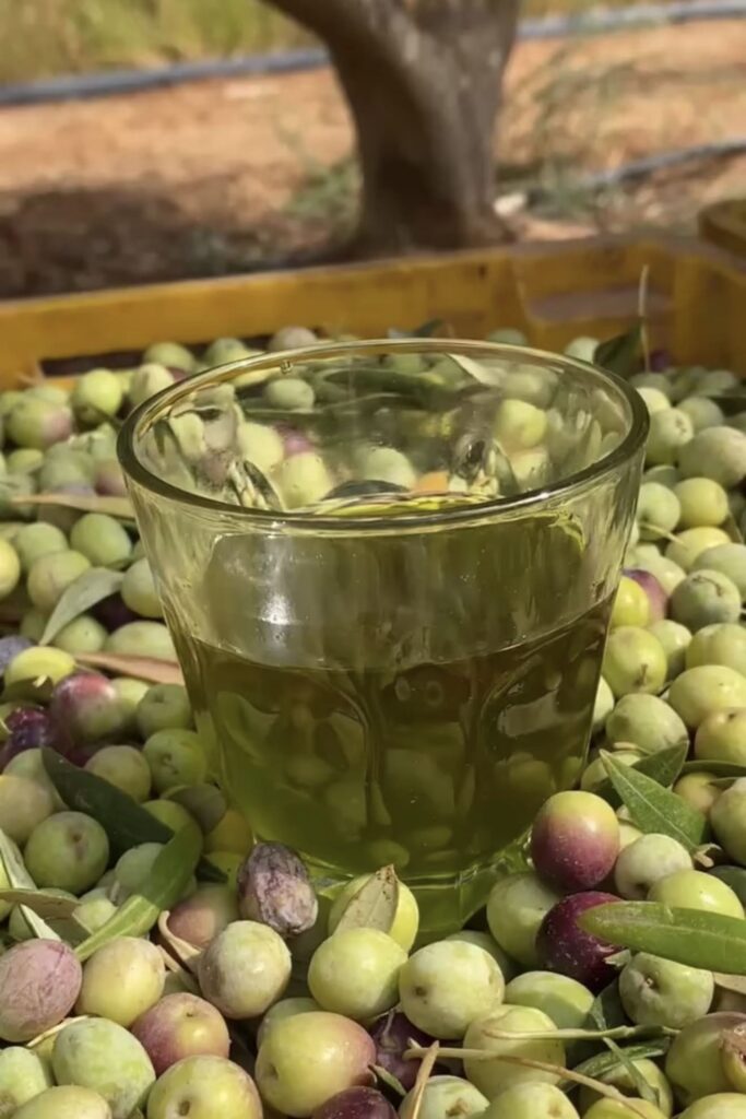 لون زيت الزيتون ذو الجودة العالية من إنتاج وادي ديم في منطة الجوف