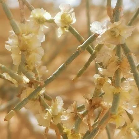 أزهار شجرة الغضا وموعد إزهار Haloxylon persicum