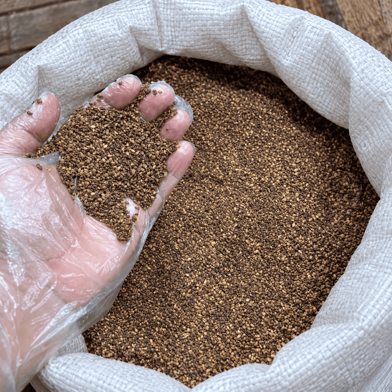 بذور السمسم البلدي المستخدمة في استخراج زيت السليط