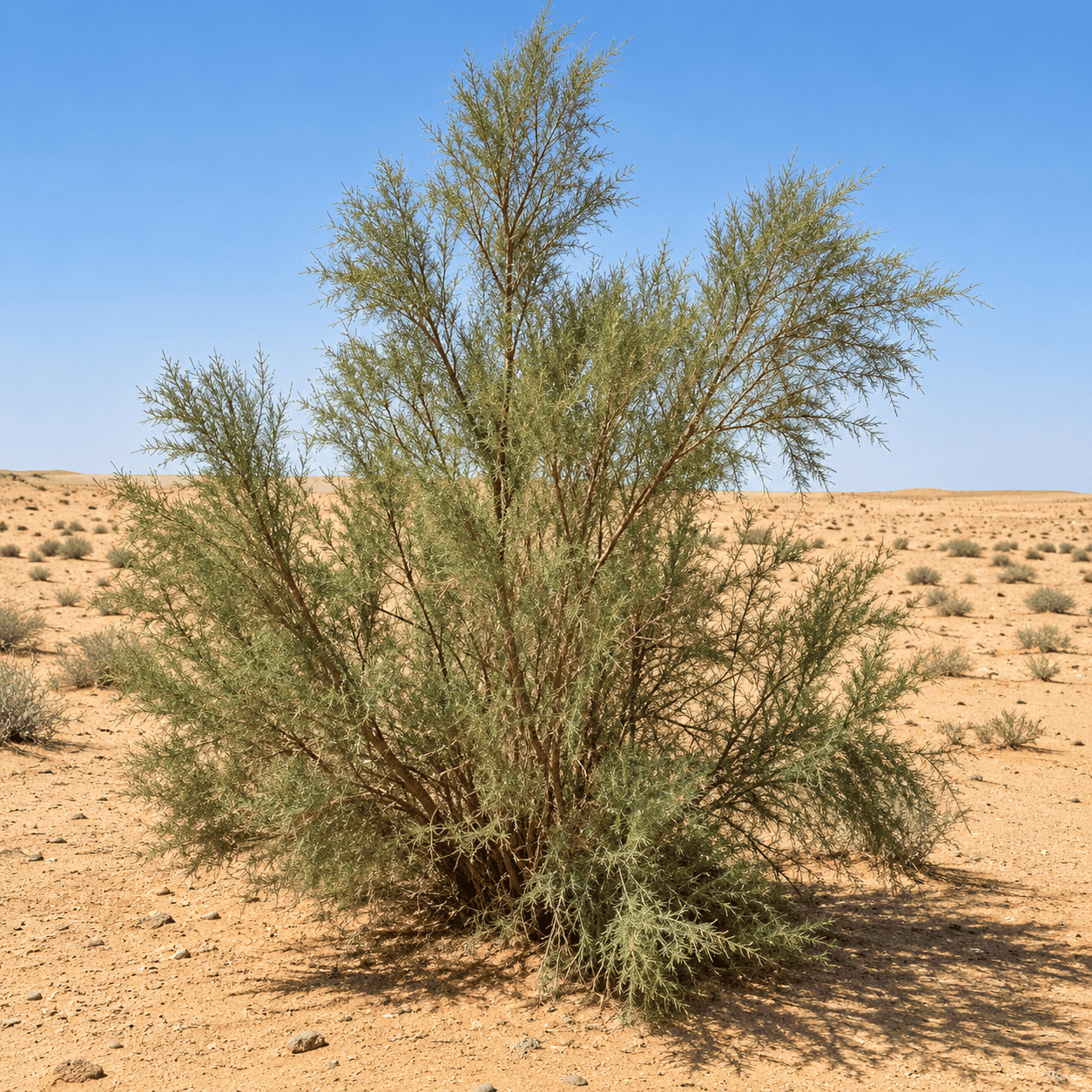 شكل شجرة الغضا Haloxylon persicum في البيئة الصحراوية